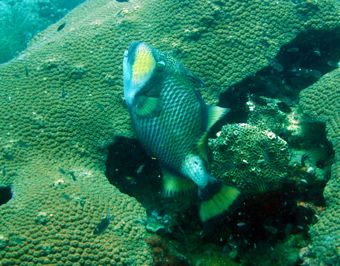 Спинорог-титан (titan trigerfish), Ко Тао, Таиланд