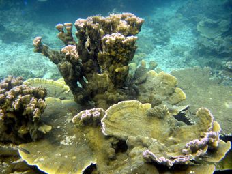 Помогите нам сохранить коралловые рифы Ко Тао для потомков, защитим их вместе!