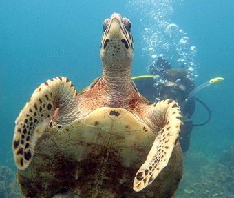 Во время дайвинга на Самуи или Ко Тао есть прекрасная возможность поплавать с удивительной зеленой морской черепахой, к примеру на дайв сайте White Rock