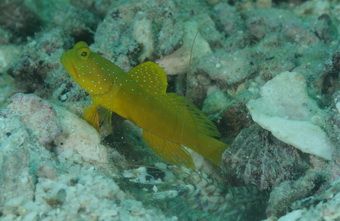 Подводная жизнь острова Ко Тао – симбиоз между креветками и рыбами на дайв сайте Twins