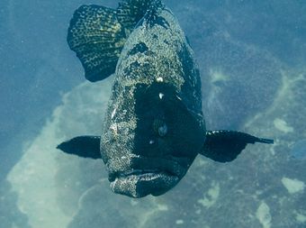 В глубокой части дайв сайта Chumphon Pinnacle можно встретить огромных мраморных груперов