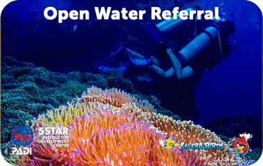 Курс PADI Open Water Referral на острове Панган для начинающих — ฿9,900 / 2 дня, проживание включено 